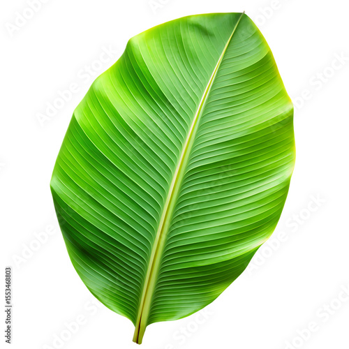 Single large vibrant green banana leaf with prominent veins and yellow stem isolated on a transparent background