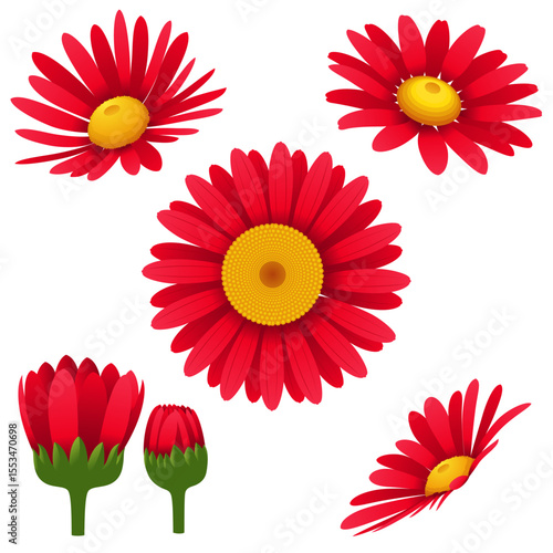Set of red daisies isolated on white background. Vector illustration.