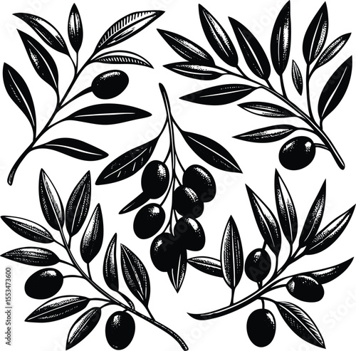 Collection of five distinct black and white illustrations of olive branches with ripe olives and detailed leaves presented against a clean white background