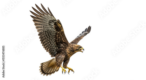 Isolated hawk landing