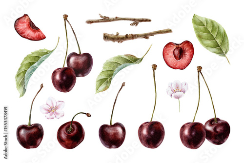 Set of Sweet Cherry fruits, slices, flowers, branches, leaves. Isolated collection watercolor illustrations of Red cherry berries. Clip art for menu, packaging of goods, cosmetic, textile, card