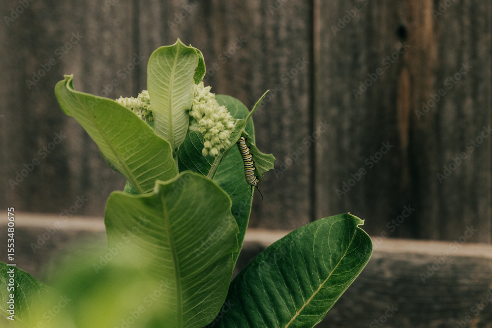 Obraz premium Wide shot of a Monarch Caterpillar hanging vertically from a Milkweed leaf