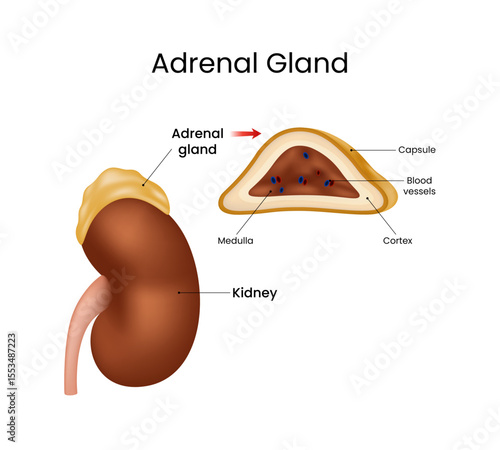 Anatomy of adrenal gland and kidney