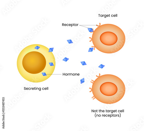 Hormone Signaling Cell Communication Process