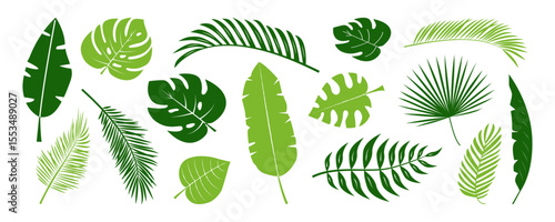 Green palm leaf plant, tropic flower, cartoon jungle, exotic coconut leaves, summer banana fern, monstera leaf collection. Rainforest paradise foliage. Hawaii floral on white bg. Vector illustration