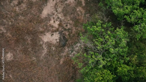 Wallpaper Mural Aerial 4K footage of a wild Sri Lankan elephant roaming freely in its natural habitat. Captured by drone, this majestic animal moves gracefully across the lush landscape, showcasing the beauty and bio Torontodigital.ca