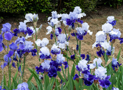 Foto A group of blue and  white  irises in full bloom