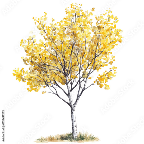 A Quaking Aspen Tree, watercolor illustration vector, isolated on a white background.