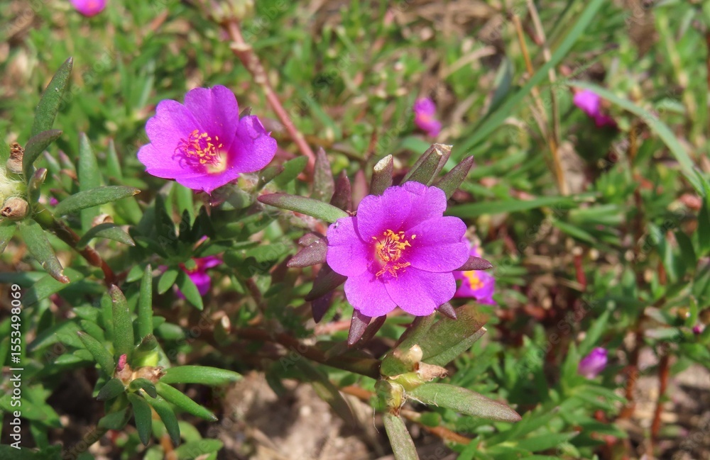 Fototapeta premium Portulaca Oleracea flowers, common purslane in Florida nature, closeup
