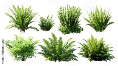Collection of various ferns, isolated on transparent background.