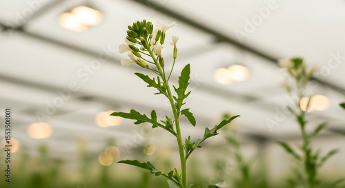 Arabidopsis Thaliana Plant Growing in Controlled Environment Greenhouse Condition