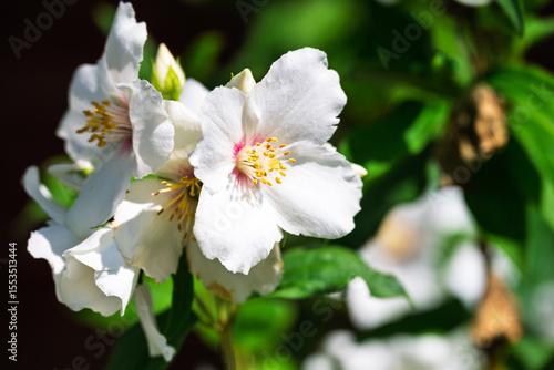 The Philadelphus Belle Etoile plant is blooming, displaying its beautiful white flowers as part of nature's cycle.