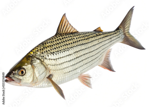 Tigerfish ,fully visible and isolated on a clean white background, PNG format.
