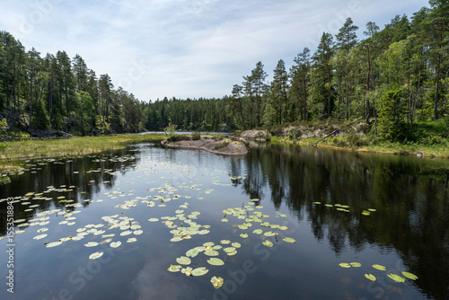 Seerosen auf dem Stora Tresticklan im Nationalpark Tresticklan, Schweden