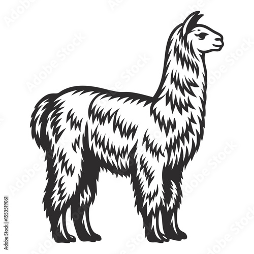 Monochrome vector illustration featuring a majestic llama, lama intricately depicting its thick, textured fur and capturing the essence of this south american camelid