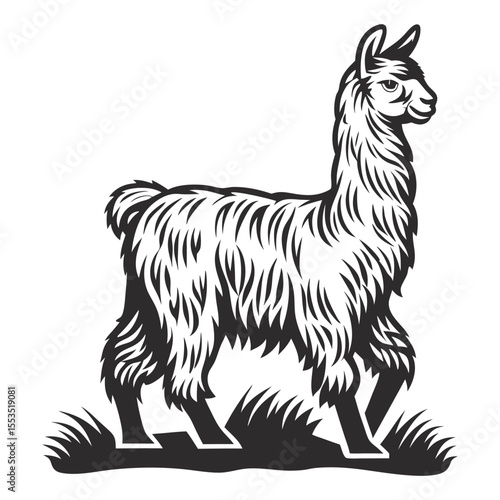 Vintage style illustration featuring a llama, alpaca, lama walking on grass, showcasing detailed fur and a serene expression, suitable for animal lovers, wildlife enthusiasts, and design projects