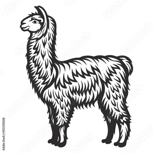 Monochrome vector illustration featuring a majestic llama, lama intricately depicting its thick, textured fur and capturing the essence of this south american camelid