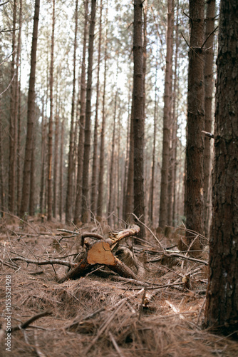Tree, fallen pine branches in a forest