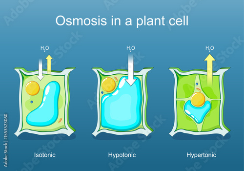 osmosis in a plant cell