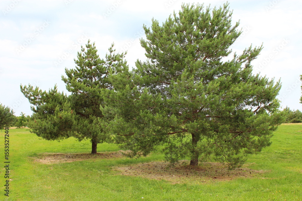 Pine Trees Growing on a Green Meadow Pine Trees Growing on a Green Meadow