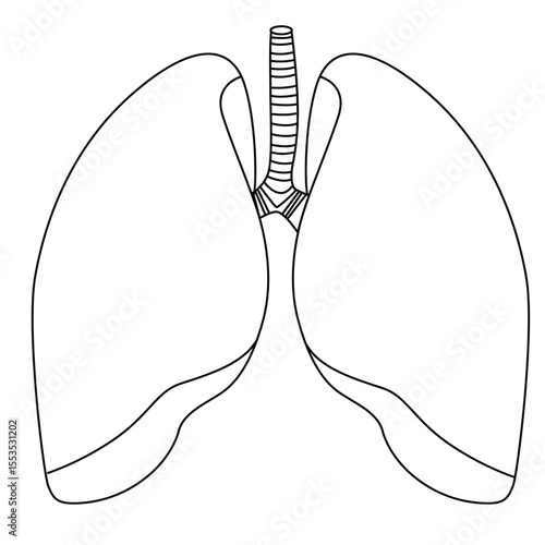 Cute cartoon hand drawn vector lings outline.