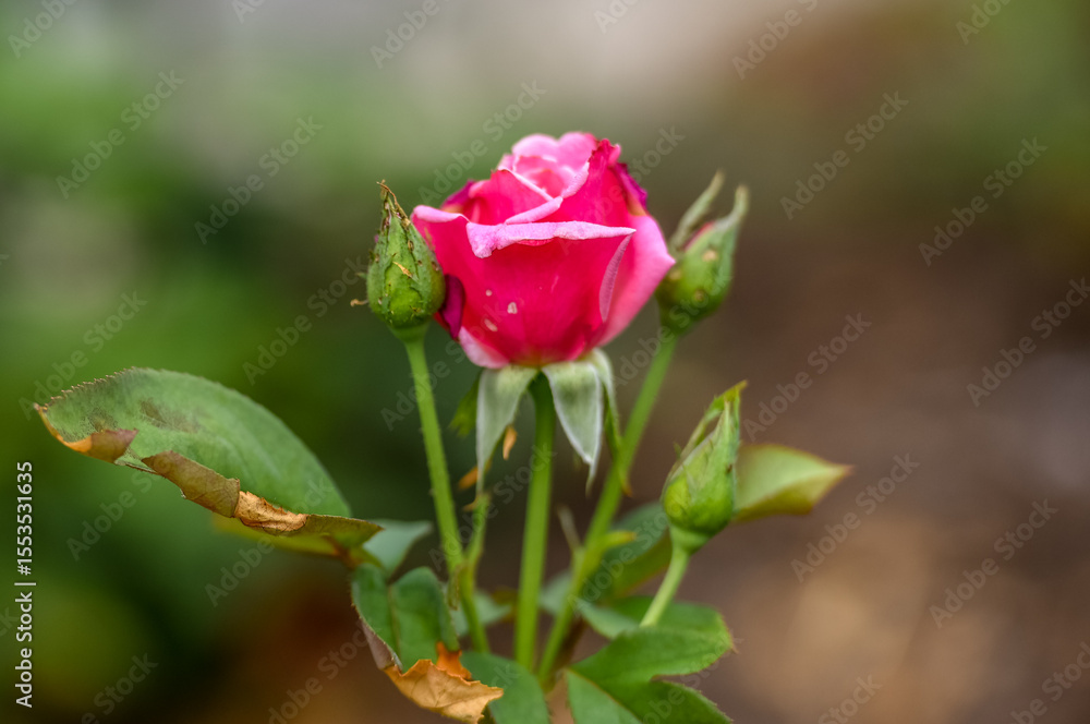 R- Is for ROSES R- Is for ROSES
