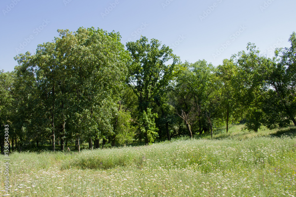 Fototapeta premium A group of trees in a field