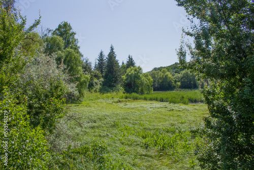 A grassy field with trees