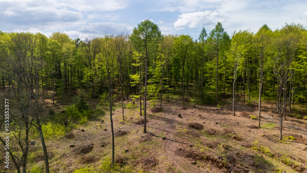 Aerial view of a lush green forest with a cleared area showcasing the contrast between dense foliage and open earth, captured under a bright blue sky. Aerial view of a lush green forest with a cleared area showcasing the contrast between dense foliage and open earth, captured under a bright blue sky.