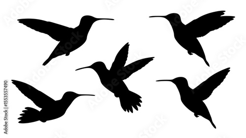 humming bird silhouette vector illustration on tranparent background