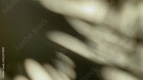 Shadow wall with moving palm and tree branch silhouettes dancing across a white surface in sunlight. Seamless loop animation, gobo effect, nature inspired overlay. Summer mood and interior texture