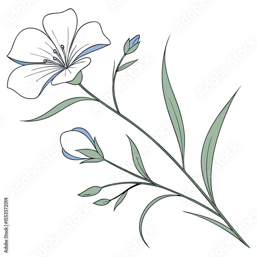 Simple Linum Bloom with Delicate Buds Sketch