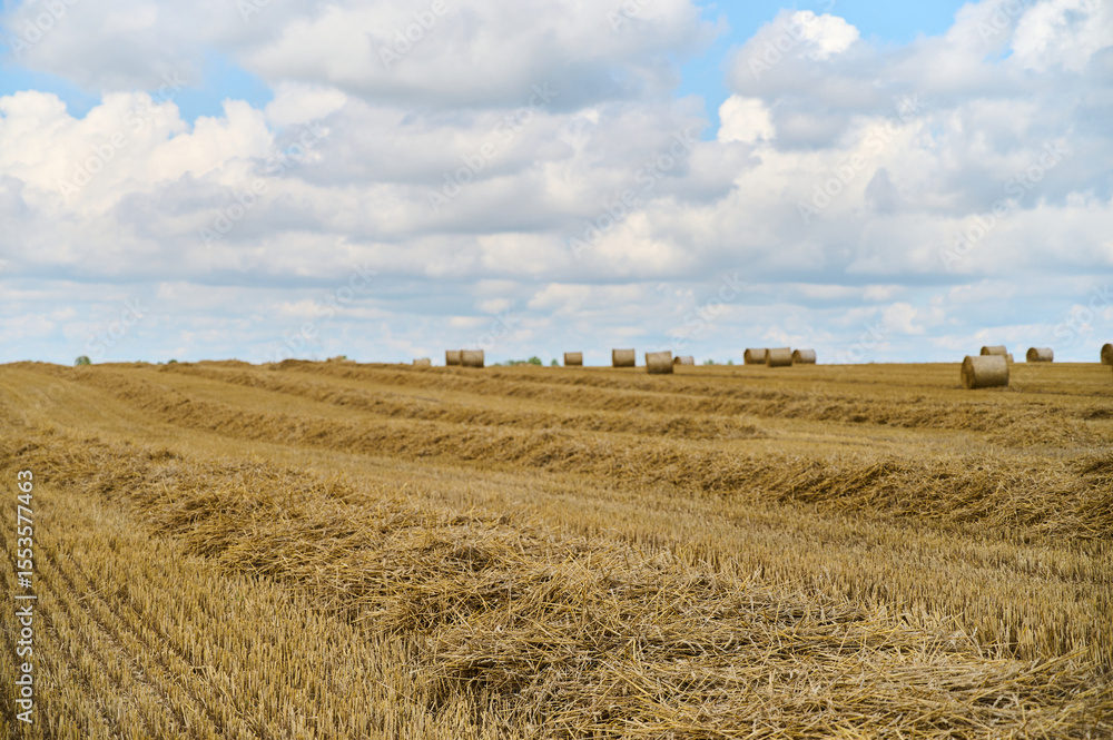 Fototapeta premium Golden wheat field features rolled hay bales scattered across the landscape against a blue and cloudy sky.