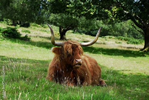 Highland brown haired cow in a field.