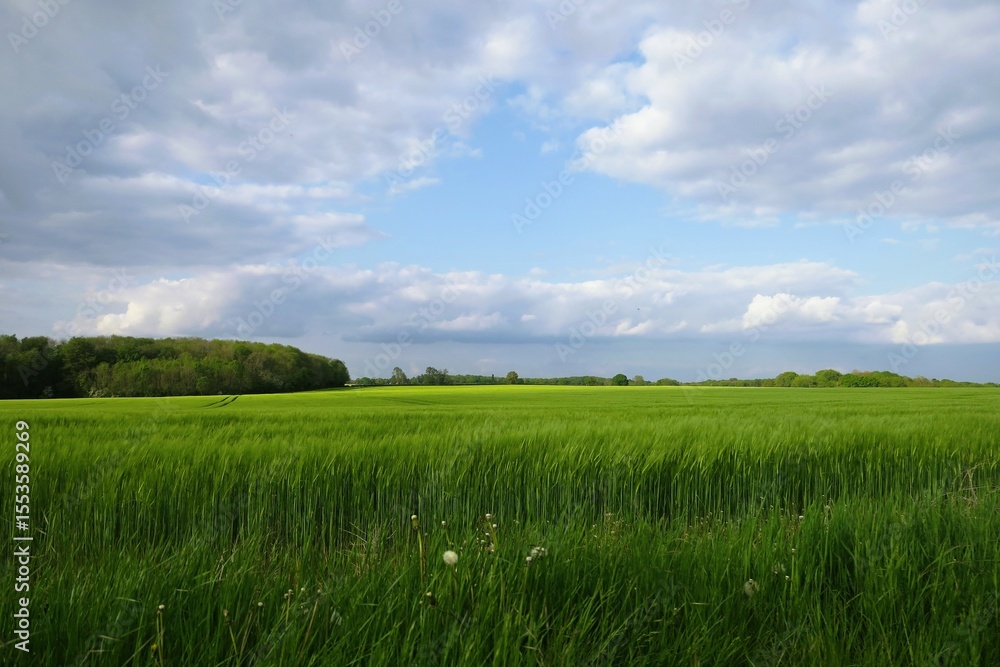 Vast green field with tall grass and distant forest under a partly cloudy sky. A peaceful rural landscape that captures the freshness of spring. Vast green field with tall grass and distant forest under a partly cloudy sky. A peaceful rural landscape that captures the freshness of spring.