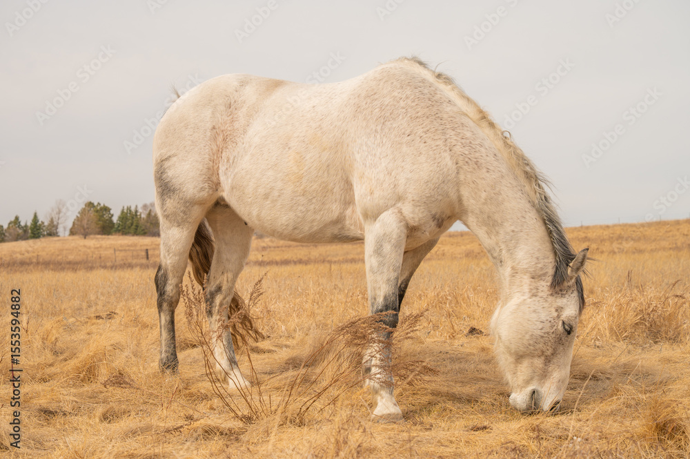 White Horse Grazing on a Golden Dry Prairie White Horse Grazing on a Golden Dry Prairie