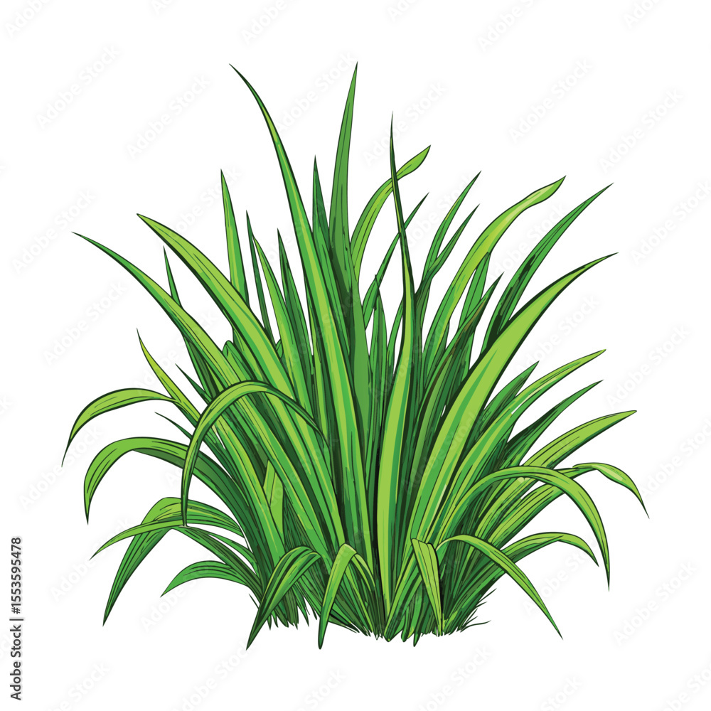 Fototapeta premium green grass isolated vector