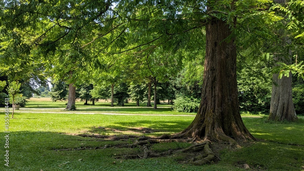 Majestic Trees and Serene Greenery A Peaceful Park Scene for Nature Enthusiasts Majestic Trees and Serene Greenery A Peaceful Park Scene for Nature Enthusiasts