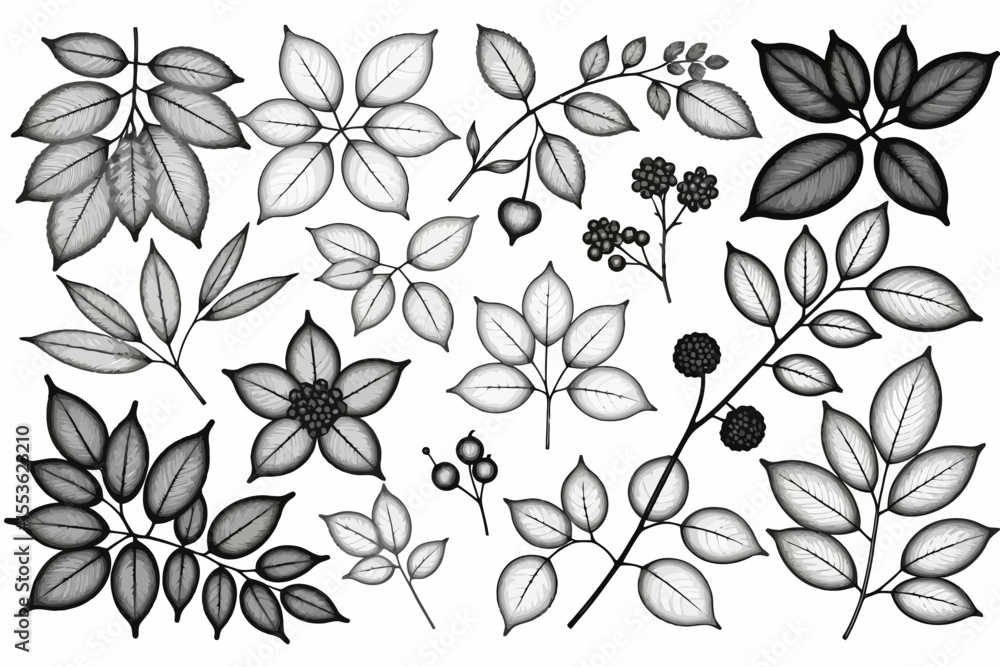 Black and White Botanical Illustration-Detailed Leaves and Berries-Elegant Floral Design-Nature Inspired Art-Monochrome Plantlife Artwork-Sophisticated Foliage Pattern Black and White Botanical Illustration-Detailed Leaves and Berries-Elegant Floral Design-Nature Inspired Art-Monochrome Plantlife Artwork-Sophisticated Foliage Pattern