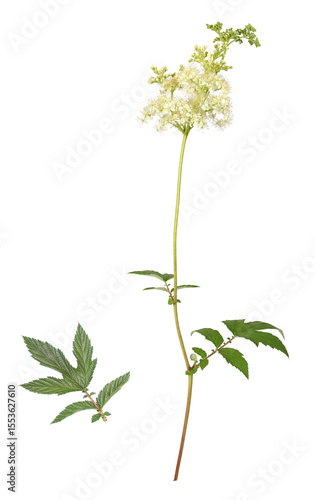 Foto Meadowsweet is an ancient medicinal plant that is also used for tea