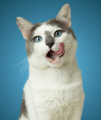 White cat tongue with blue eyes isolated on blue background
