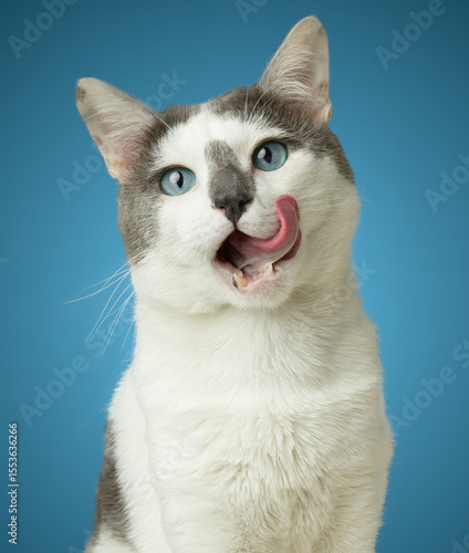 White cat tongue with blue eyes isolated on blue background