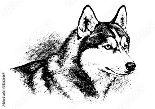 animal, illustration, dog, husky, isolated, drawing, design, vector, head, engraving, sketch, siberian, art, graphic, background, cute, wolf, print, hand, character, engraved, black, nature, vintage, 