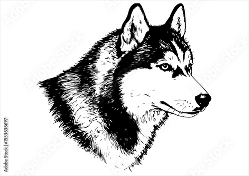 animal, illustration, dog, husky, isolated, drawing, design, vector, head, engraving, sketch, siberian, art, graphic, background, cute, wolf, print, hand, character, engraved, black, nature, vintage, 