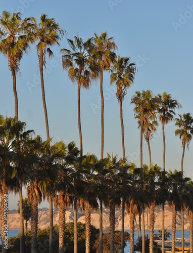 Fototapeta Naklejka Na Ścianę i Meble -  palm trees on the beach