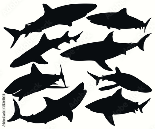Baby shark. A set of dangerous shark illustrations. Underwater, ocean, undersea animal swimming silhouetted. Various poses Silky sharks different view. Hammerhead minnows Silhouette Isolated Vector.