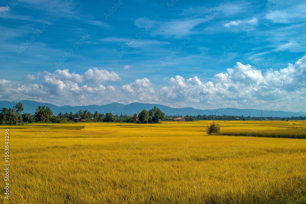 Fototapeta premium Golden Rice Field at Harvest Season