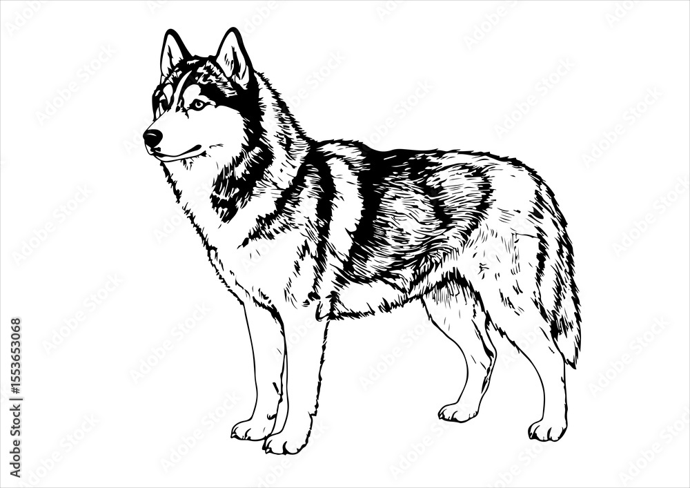 Fototapeta premium animal, illustration, dog, husky, isolated, drawing, design, vector, head, engraving, sketch, siberian, art, graphic, background, cute, wolf, print, hand, character, engraved, black, nature, vintage, 
