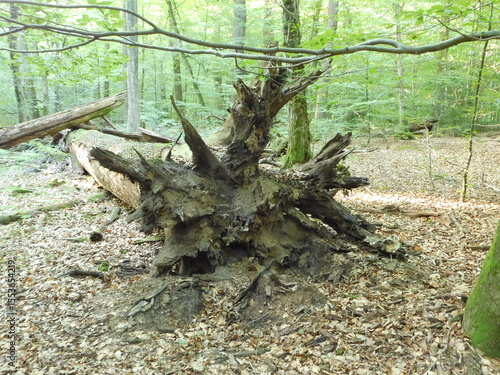 roots of a tree