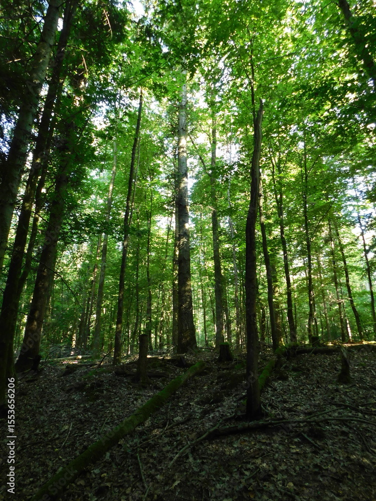 Fototapeta premium forest in the morning